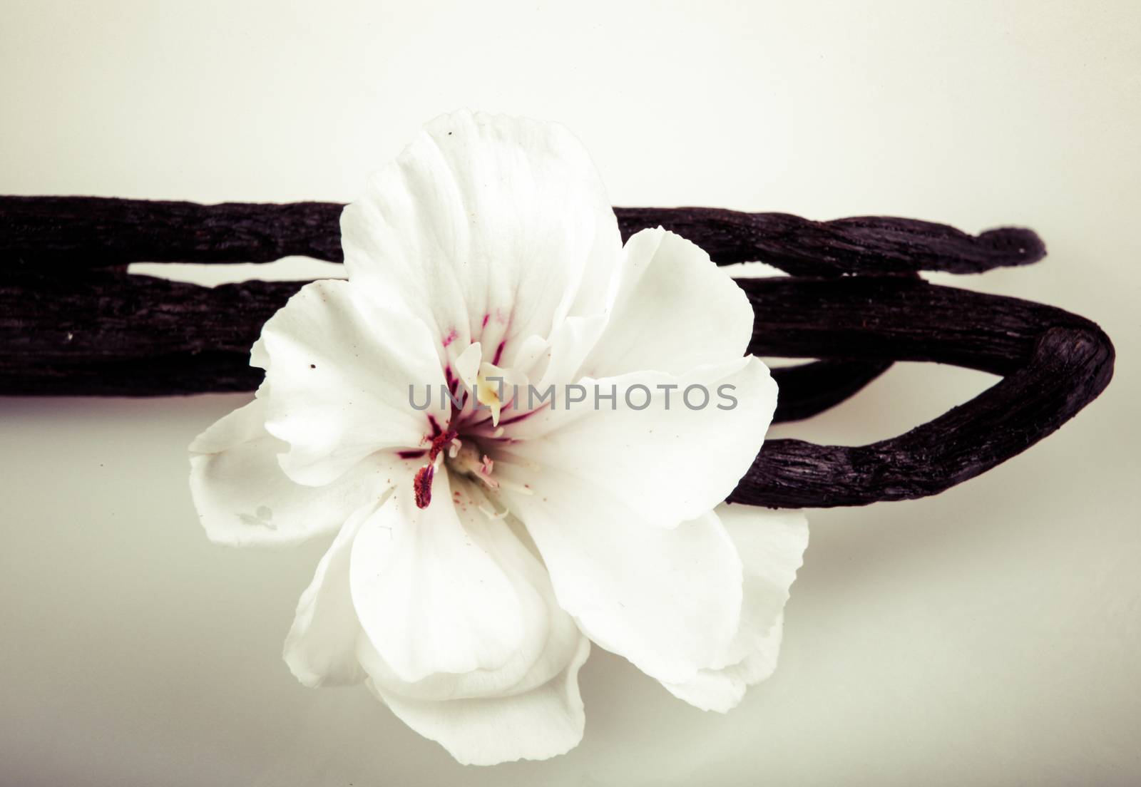 Vanilla Bean And Flower