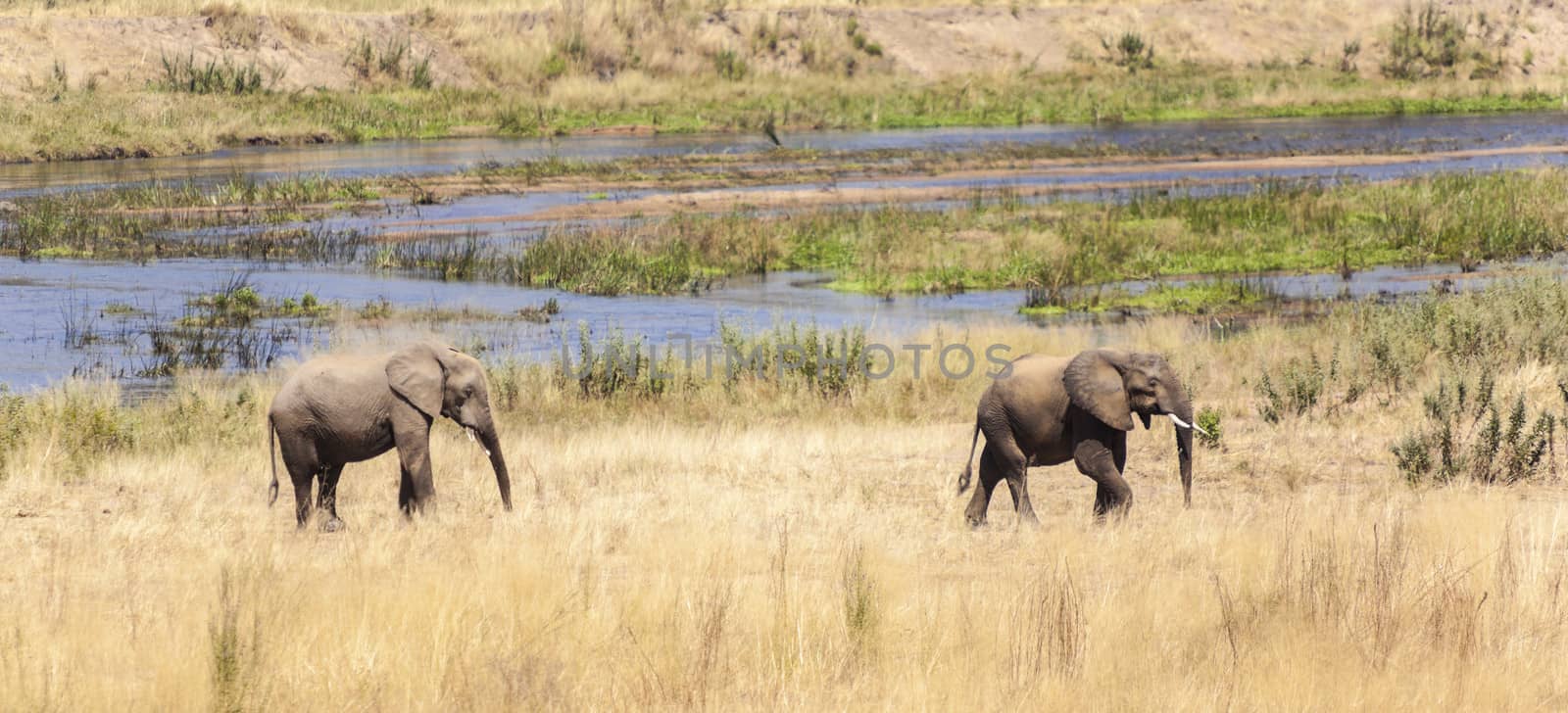 Walking elephants in Tanzania