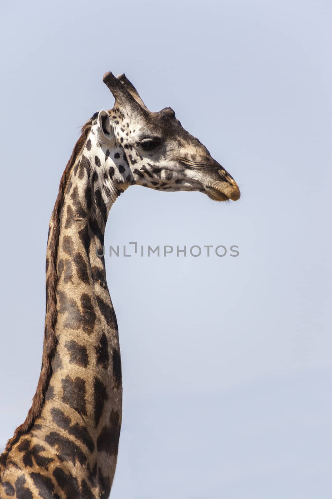 Profile of a giraffe against blue sky in Tanzania