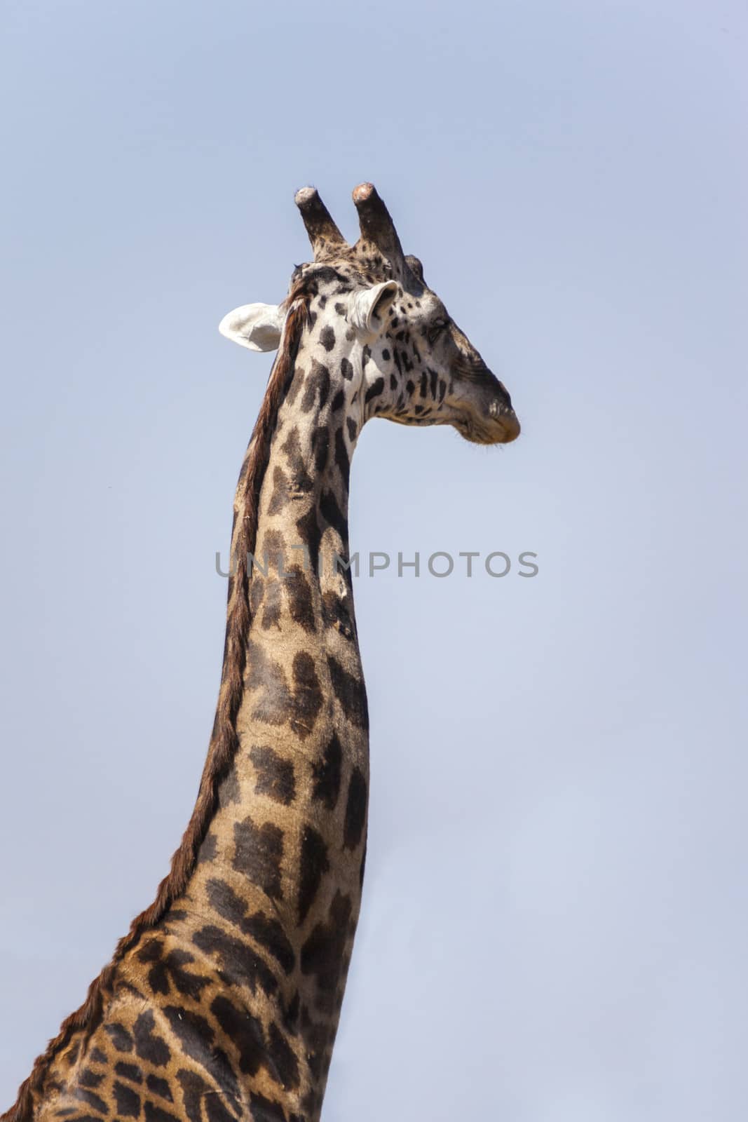 Side view of a giraffe against blue sky