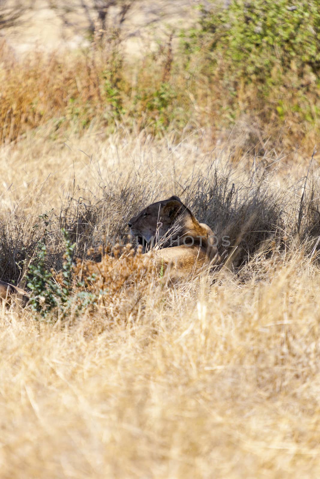 Resting lion in the tall grass in Tanzania