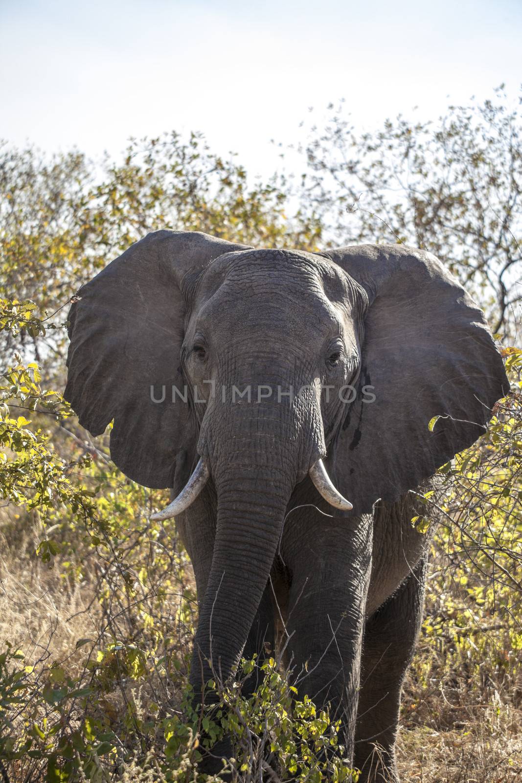 Elephant by Imagecom
