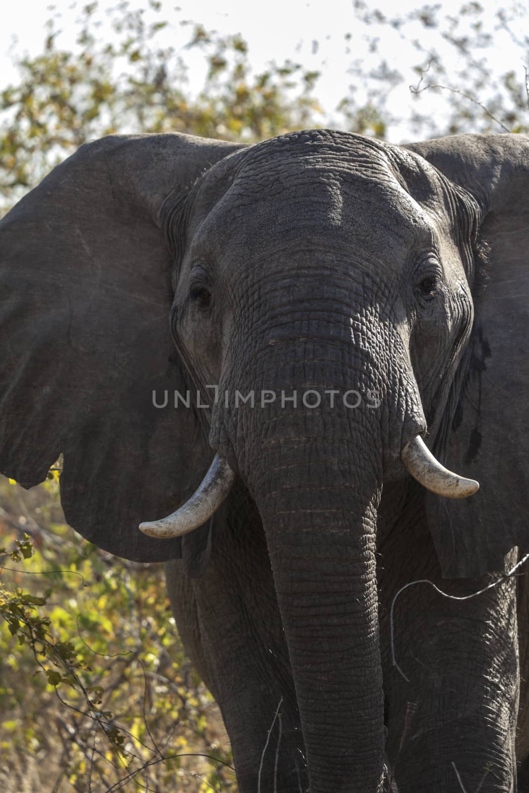 African elephant close up in Tanzania