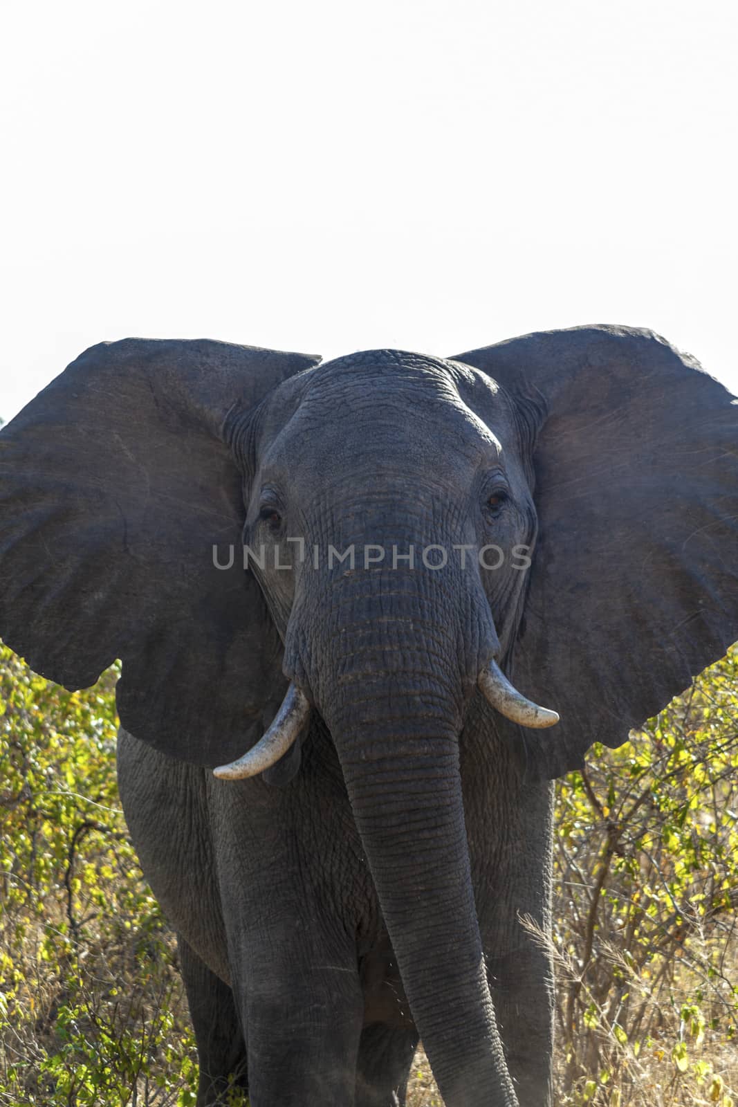 Charging Elephant by Imagecom