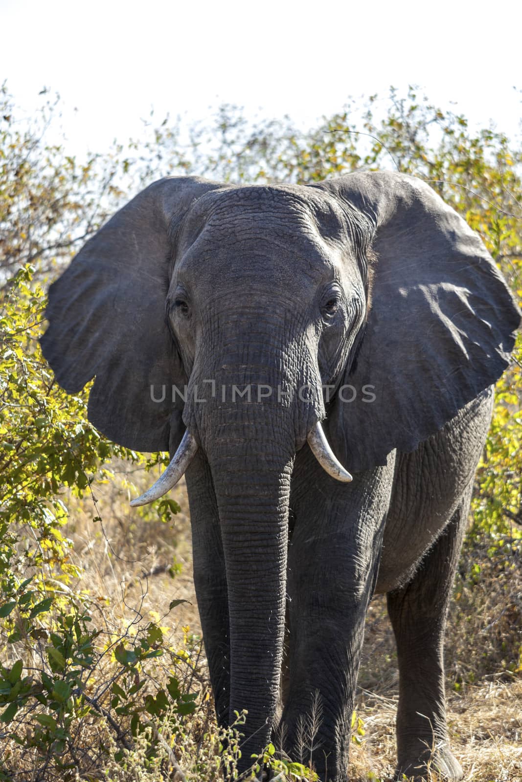 Grazing elephant close up in the wilderness