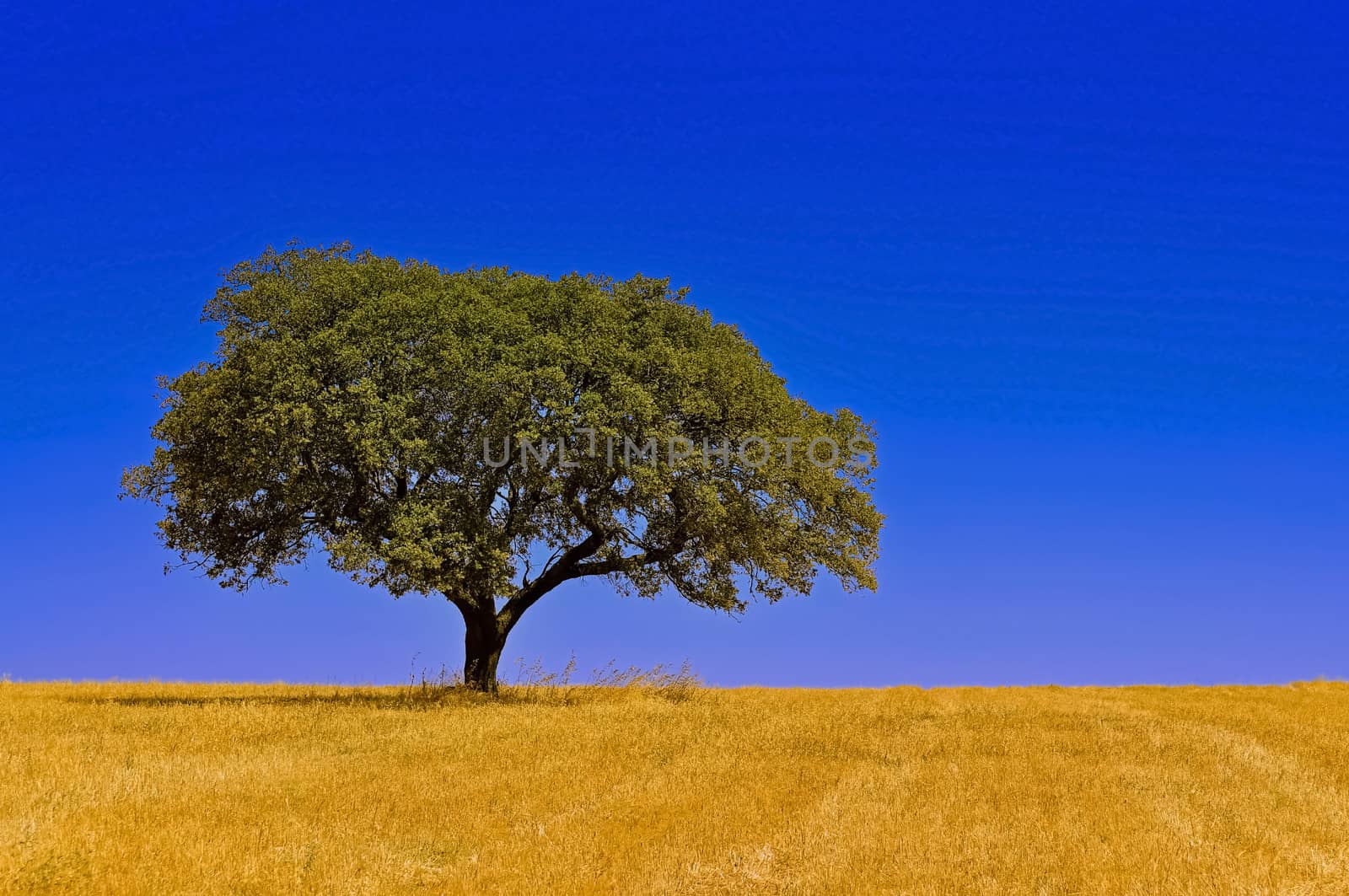 Quiet view over an open field of farmland with a lonely tree and beautiful sky.