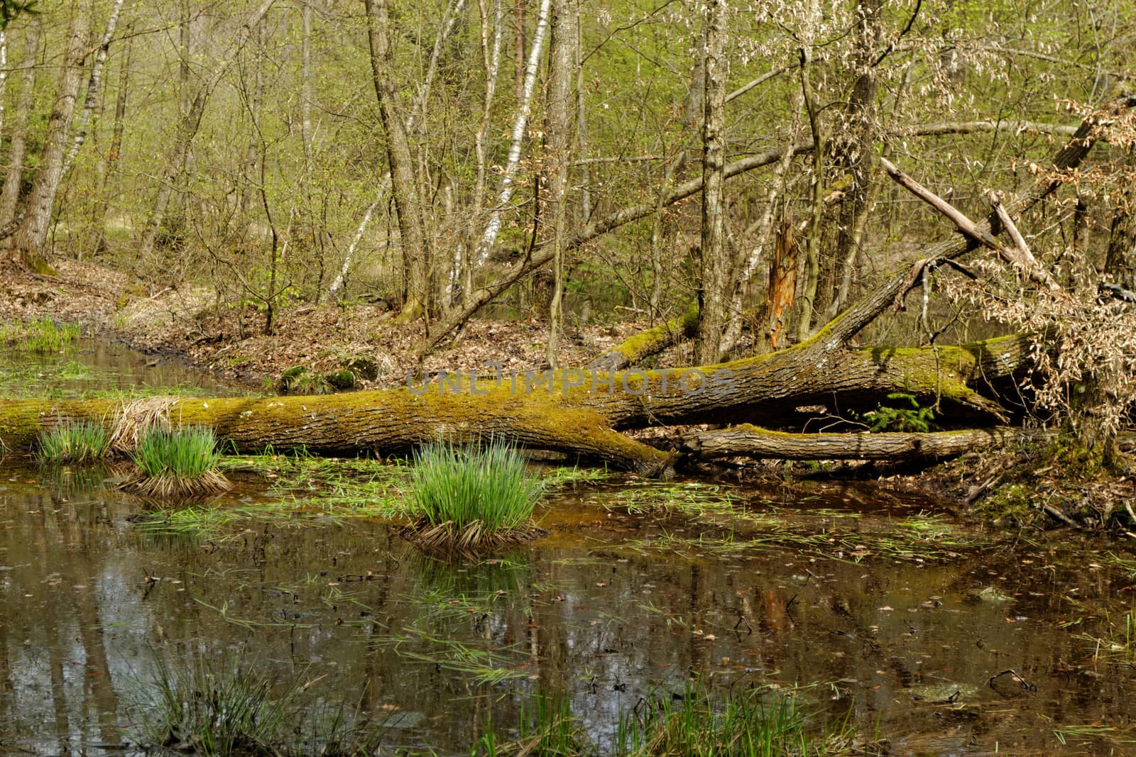 small lake in middle of the forrest