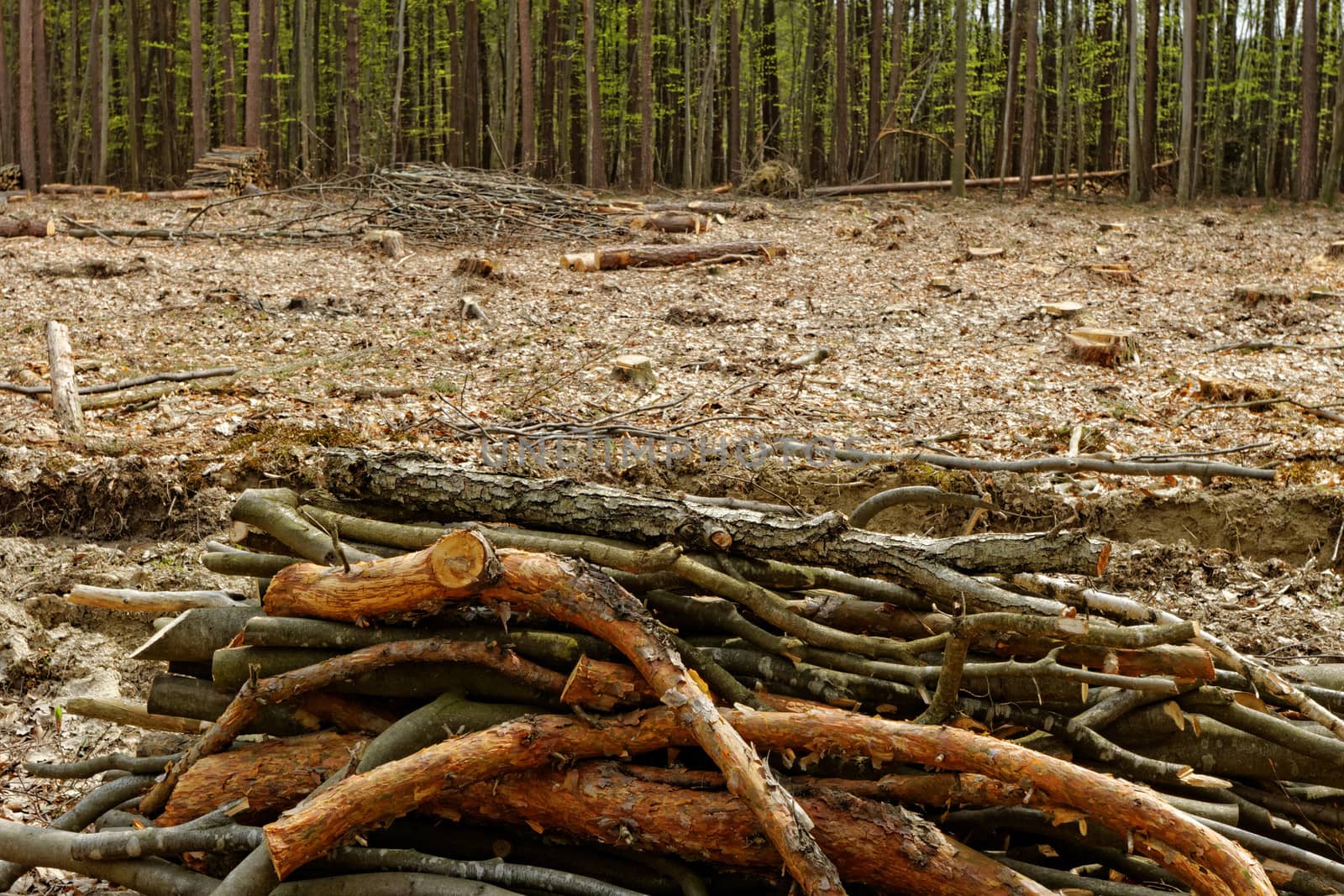 industrial deforestation and logging