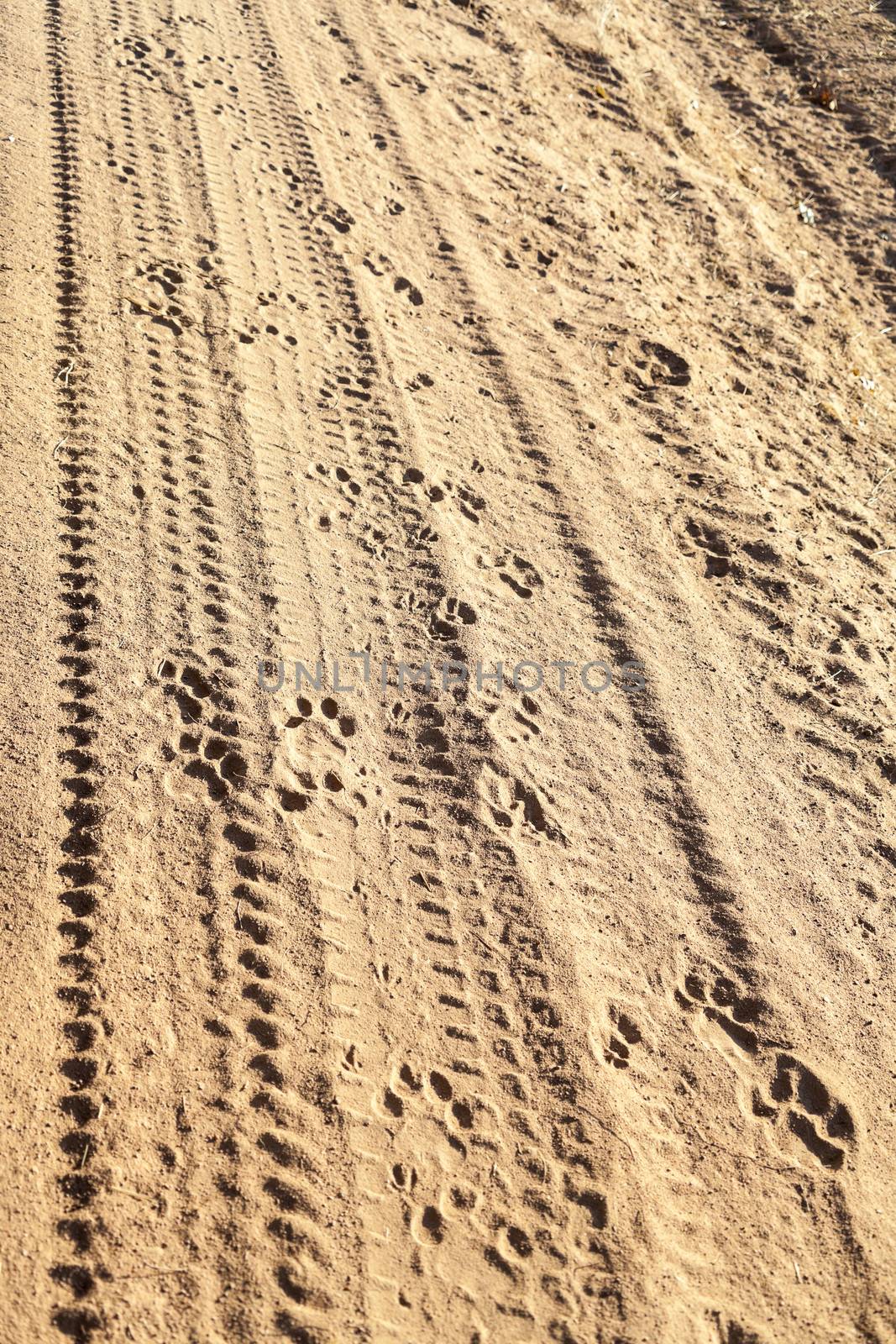 Animal and tires tracks in the sand on a safari in Tanzania