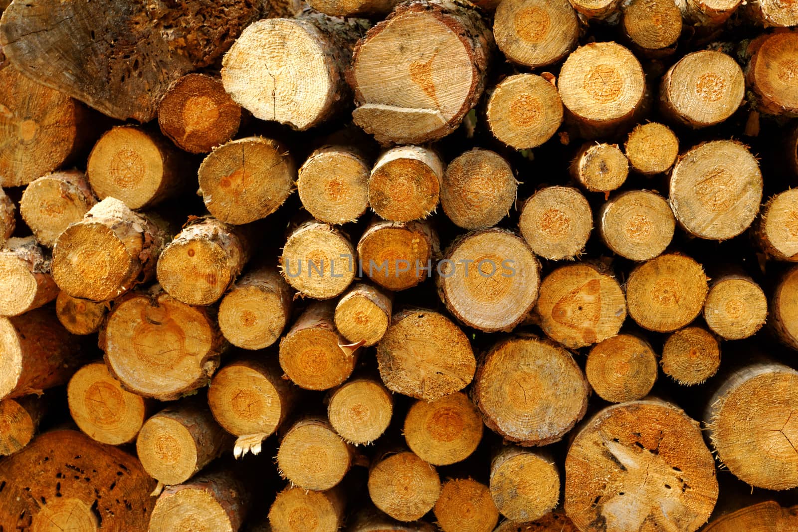 Pile of chopped fire wood prepared for winter