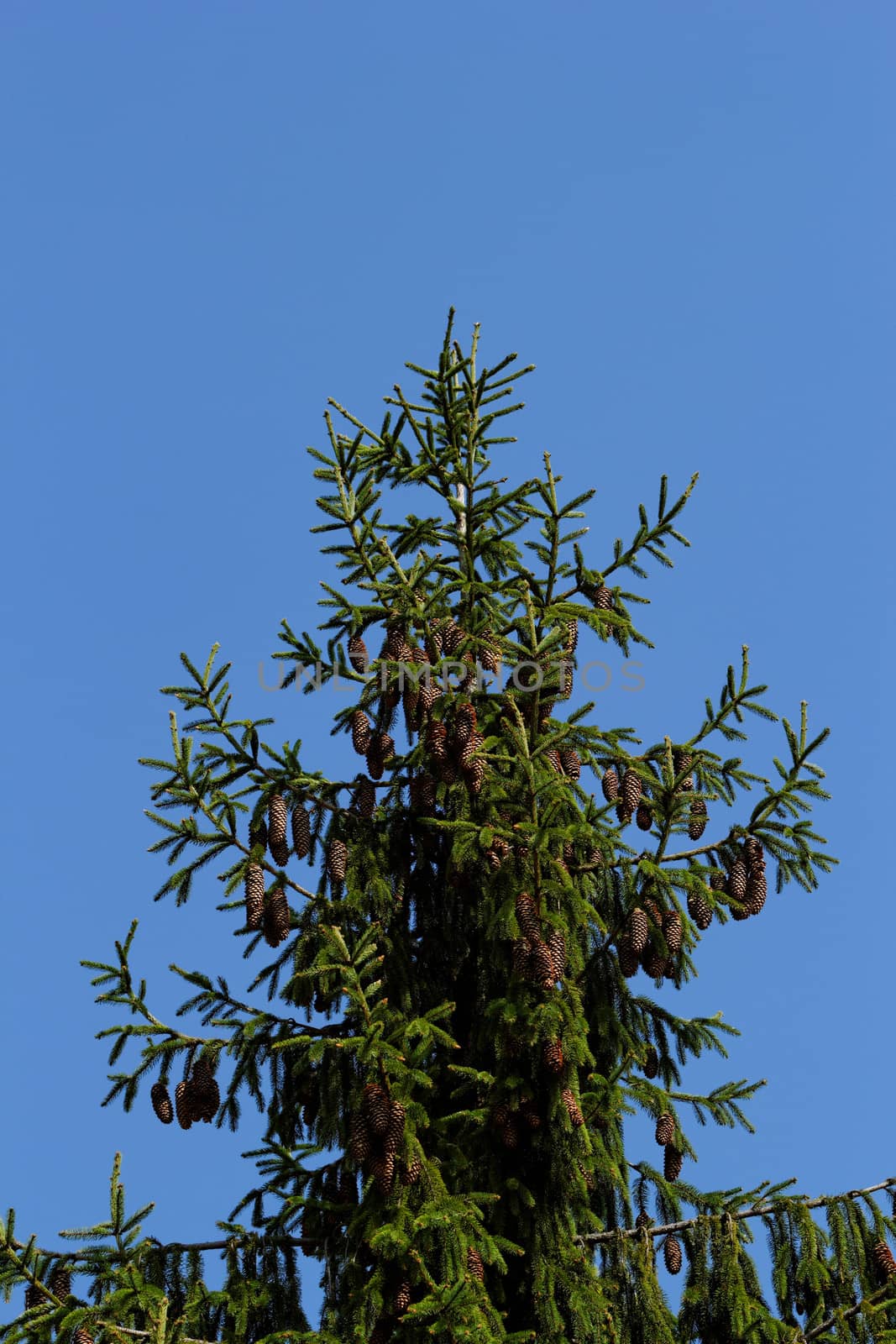 pine shoots and red pinecones on pine tree by NagyDodo