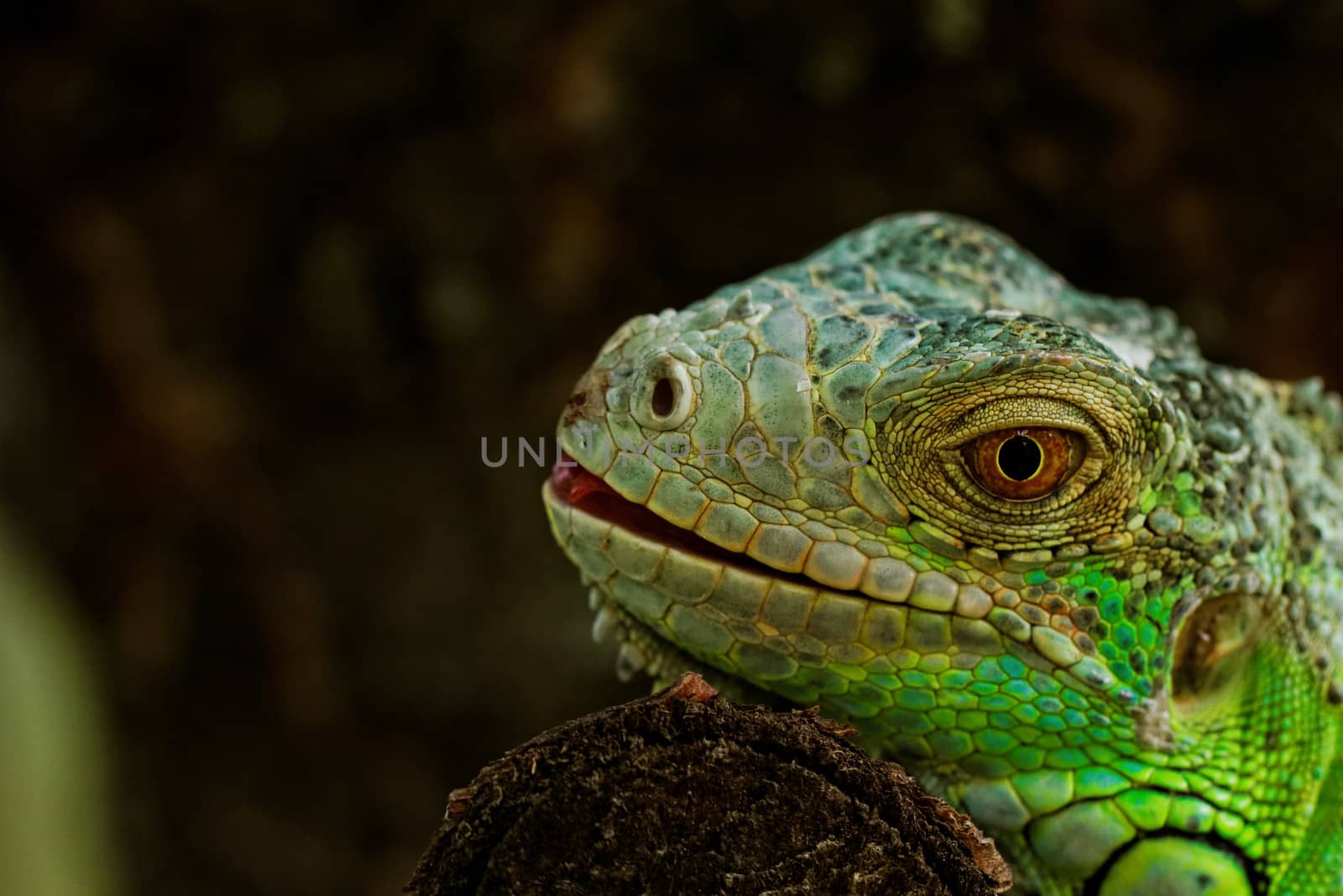 portrait about a green iguana on the tree