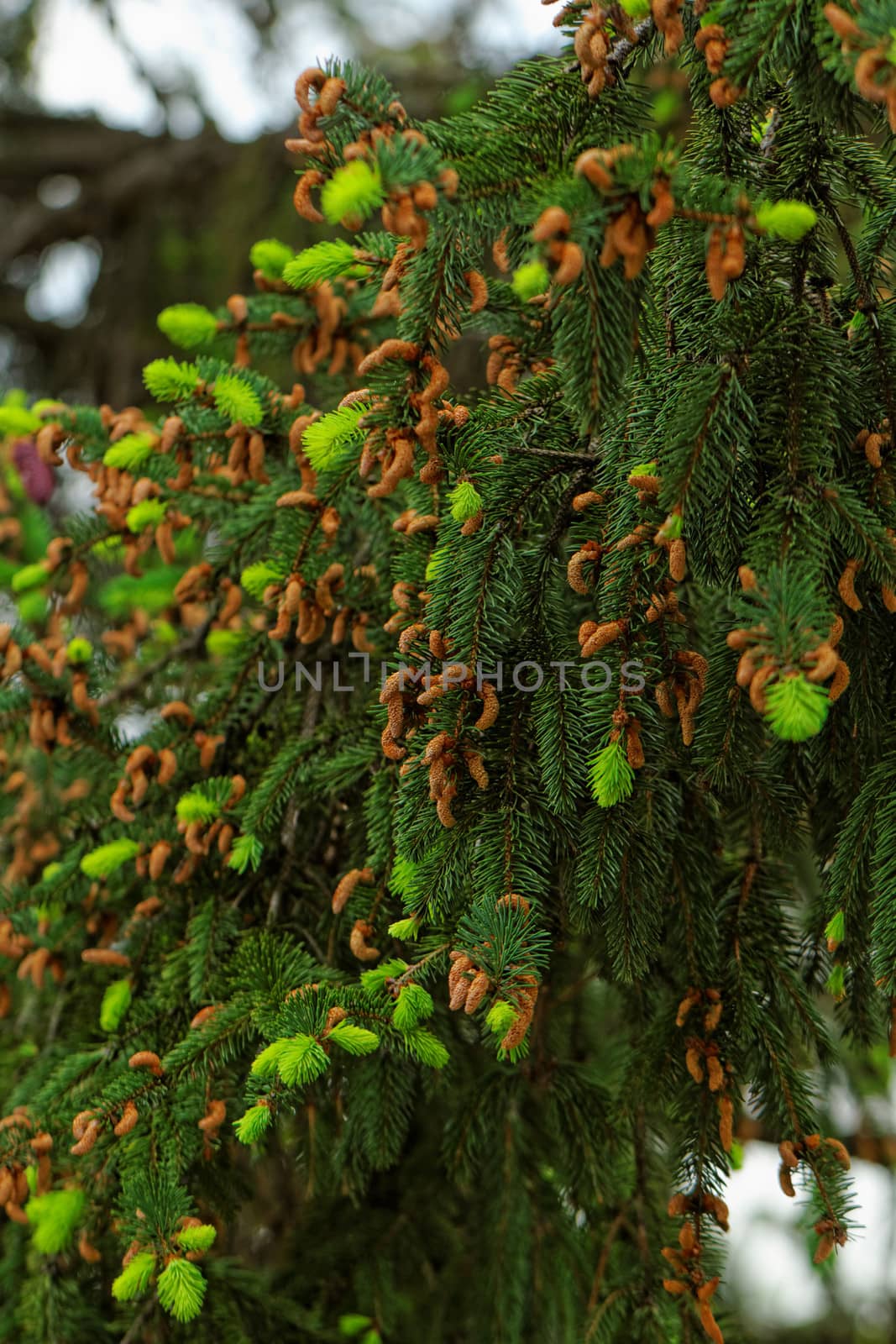 pine shoots and red pinecones on pine tree by NagyDodo