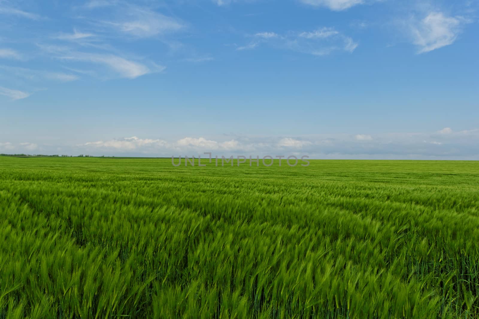 wheat field under the blue cloudy sky by NagyDodo