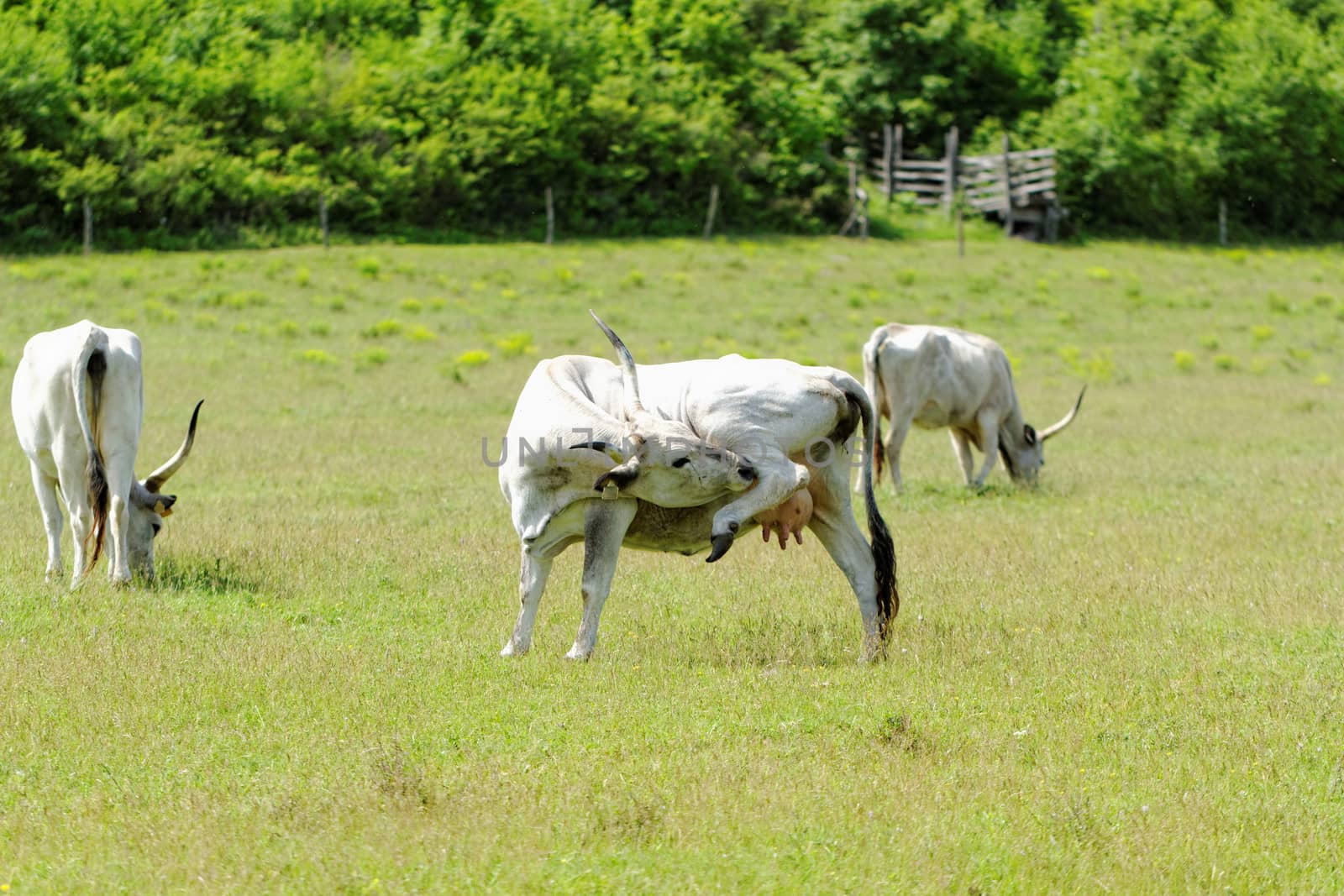 Ruminant Hungarian gray cattle bull on grass