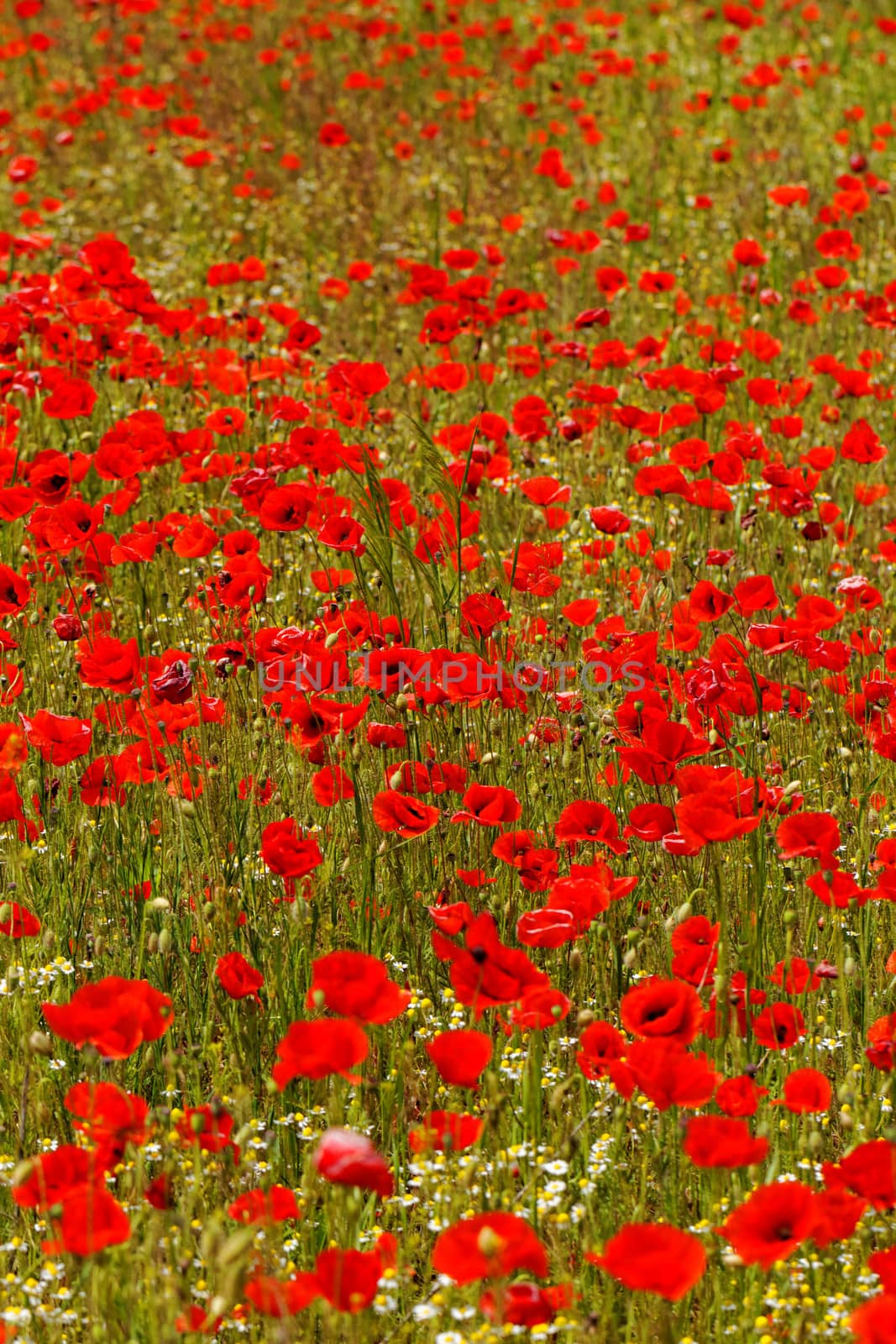 Huge red colored poppy field