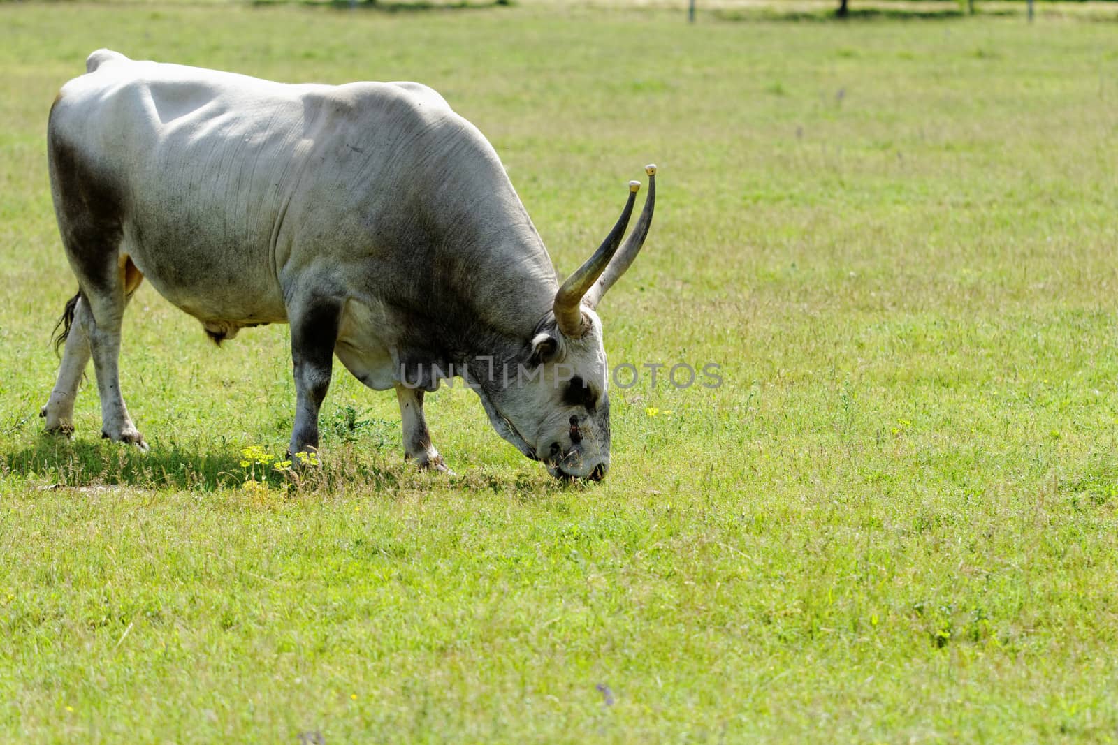 Ruminant Hungarian gray cattle bull on grass