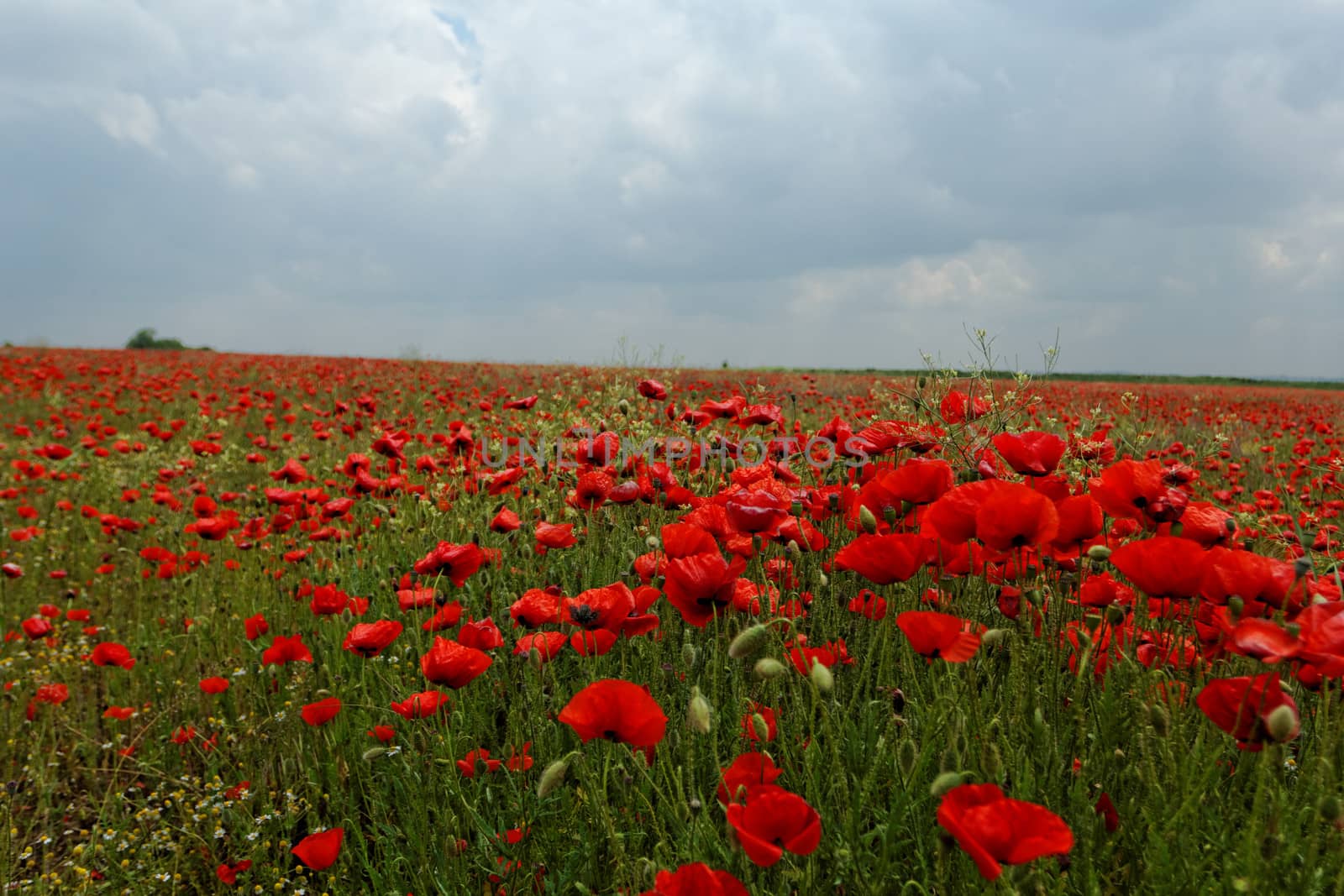 Huge red colored poppy field