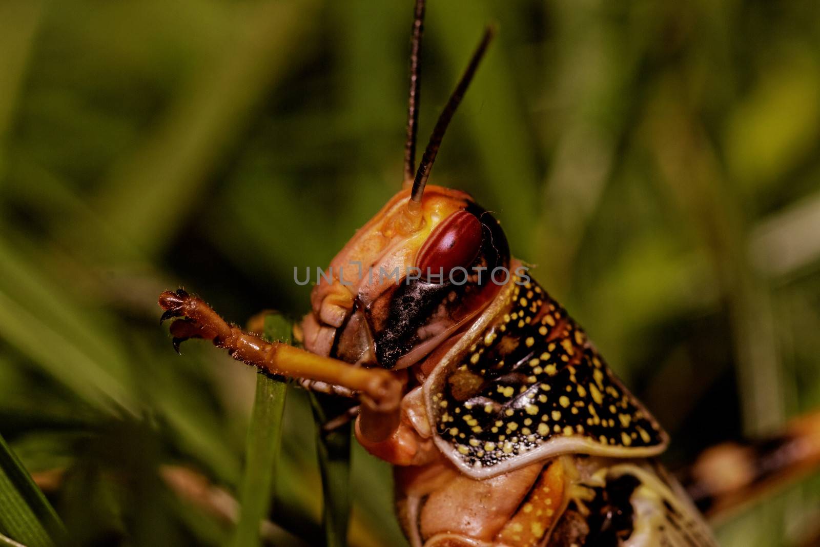 one locust eating the grass in the nature