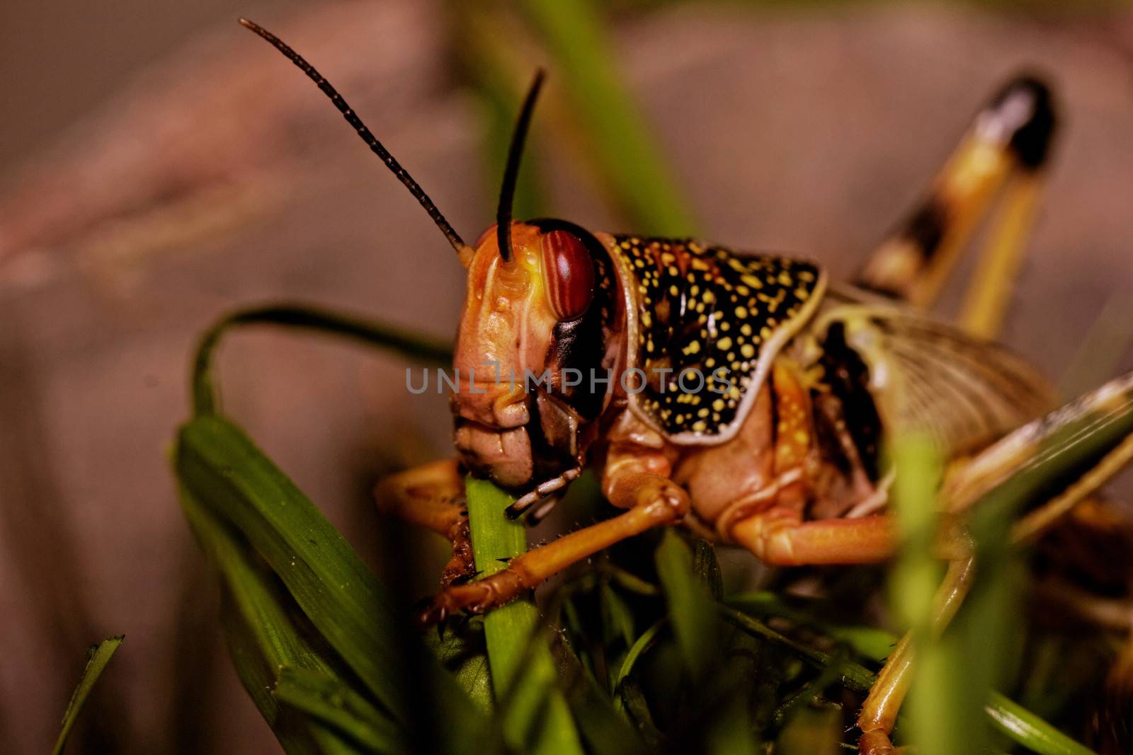 one locust eating the grass in the nature