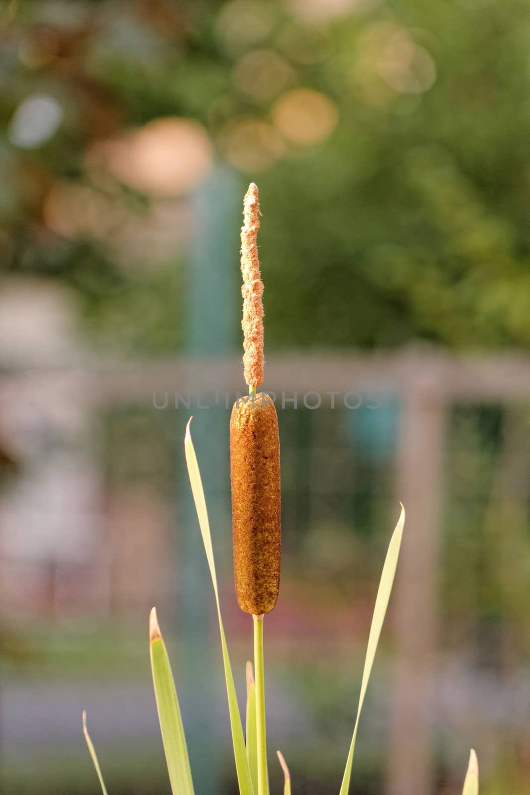 Typha latifolia, Common Bulrush, Broadleaf Cattail, blackamoor, flag, mace reed, water-torch