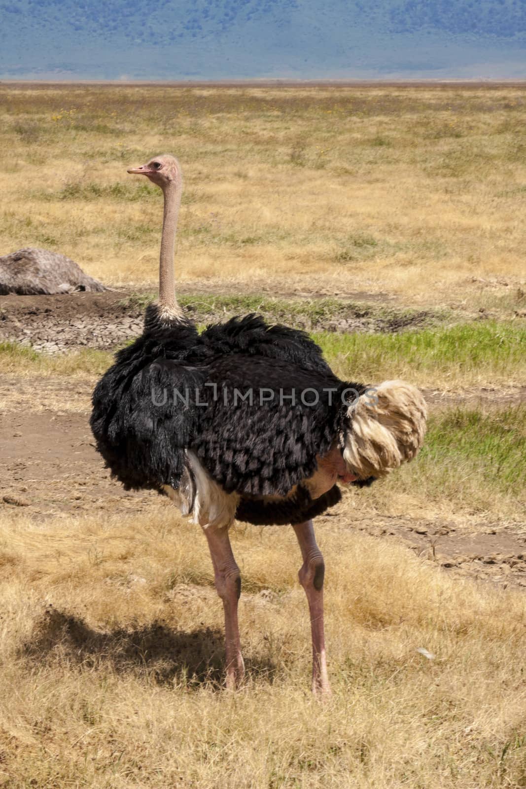 Large Ostrich by Imagecom