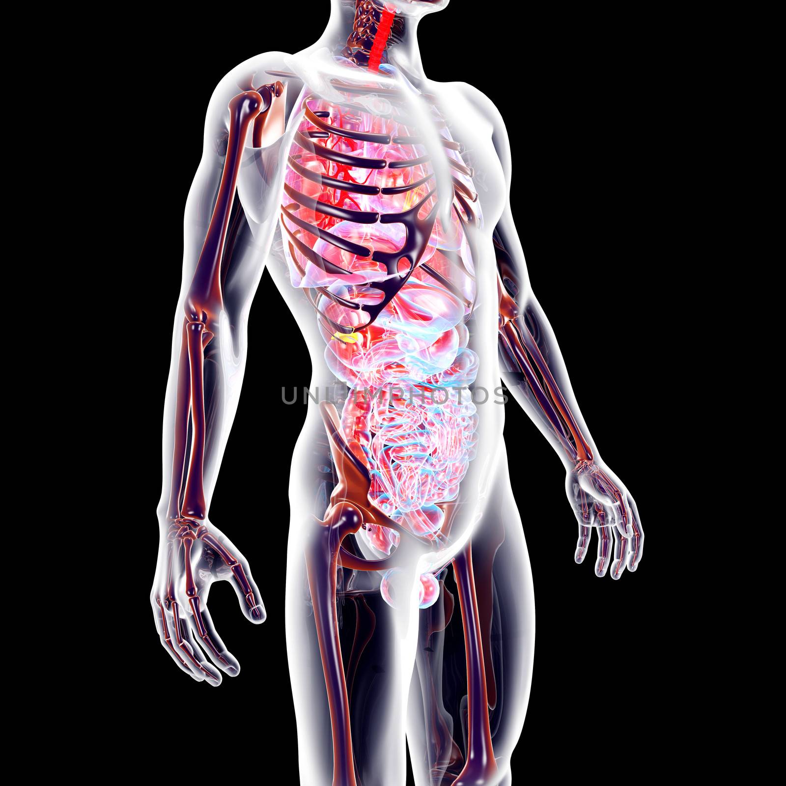 The internal adrenal Organs. 3D rendered anatomical illustration.