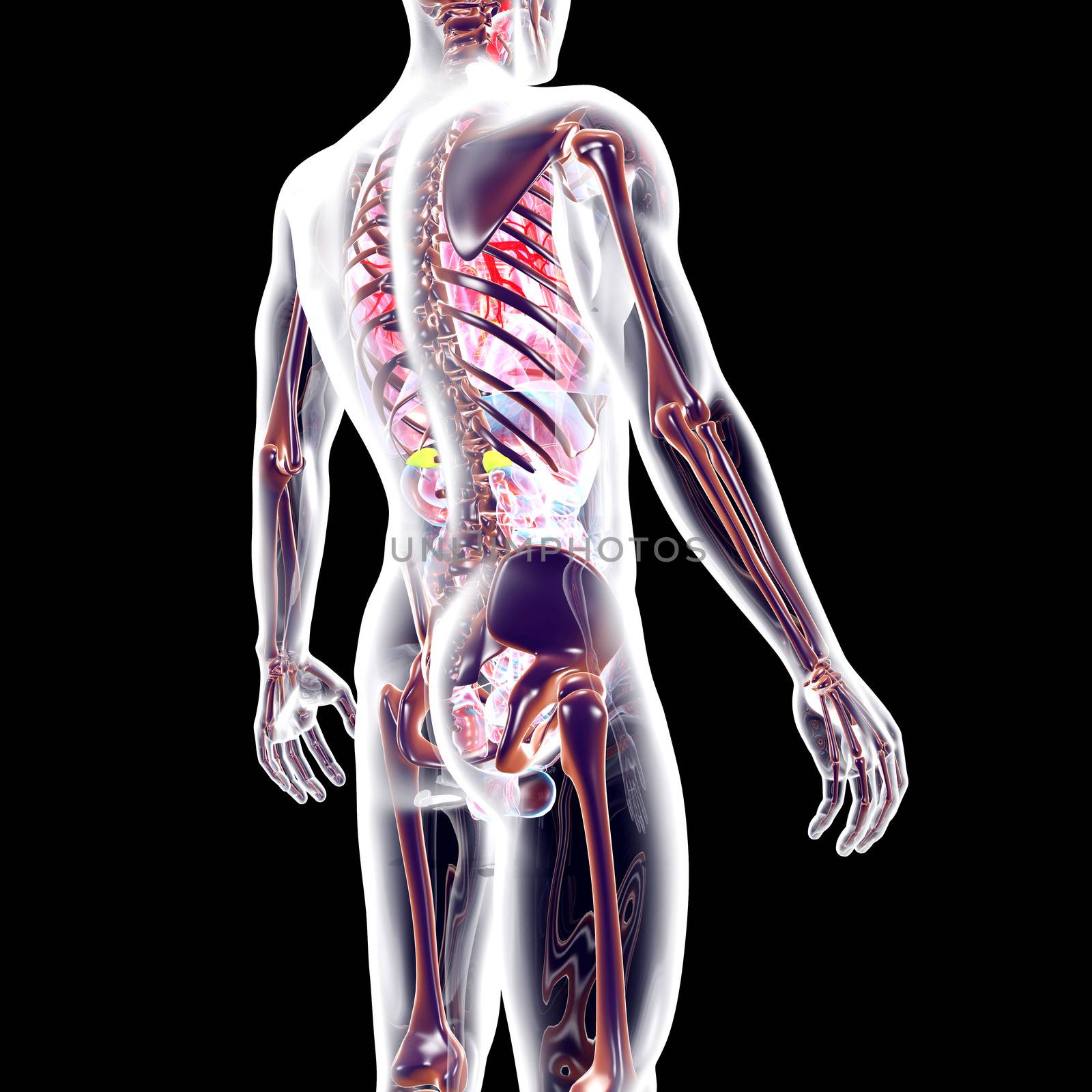 The internal adrenal Organs. 3D rendered anatomical illustration.