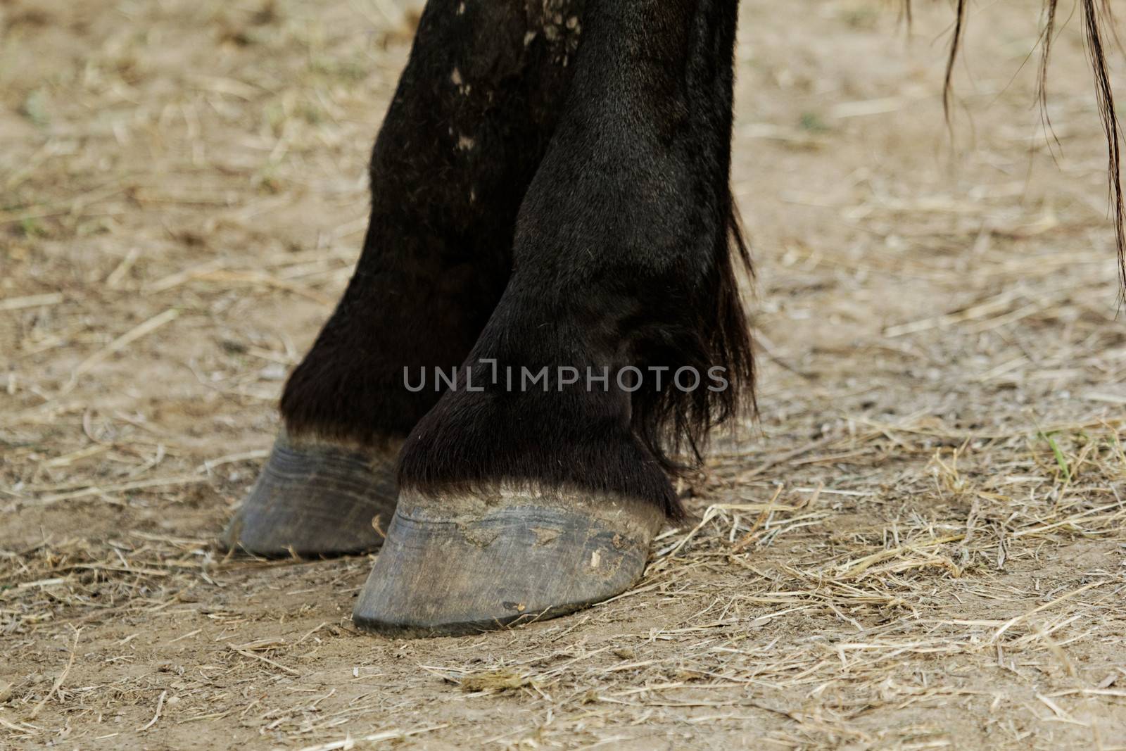 black horse leg and hoof without horseshoe