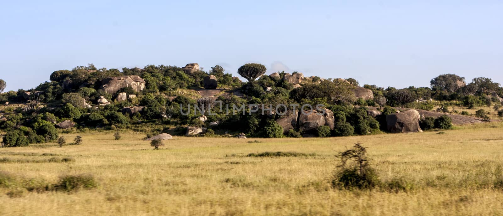 Typical African landscape at Serengeti National park
