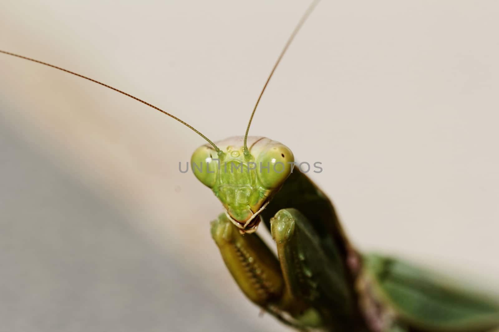 huge green praying Mantis on the floor (Mantodea, mantises, mantes)