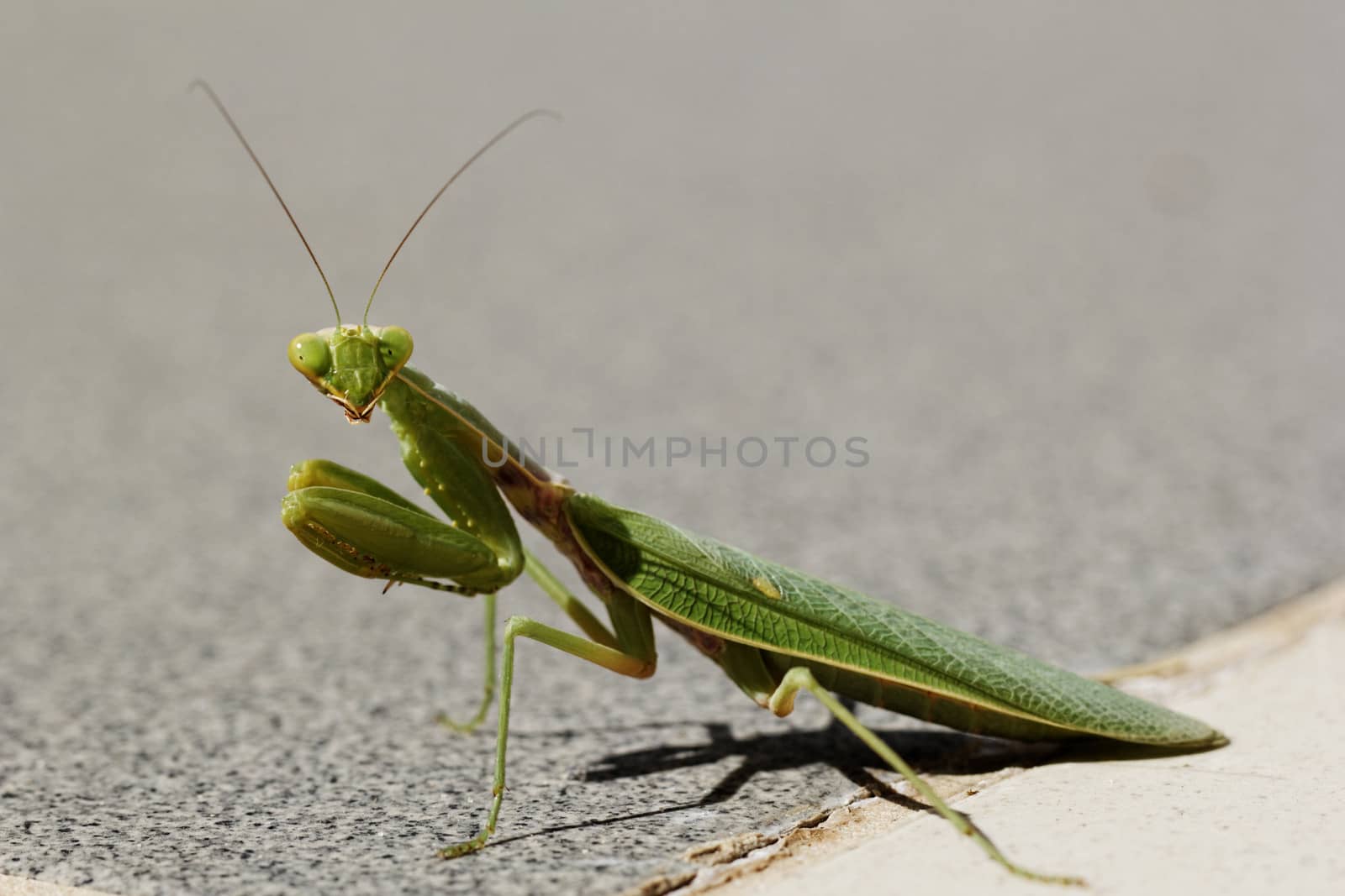 huge green praying Mantis on the floor (Mantodea, mantises, mantes)