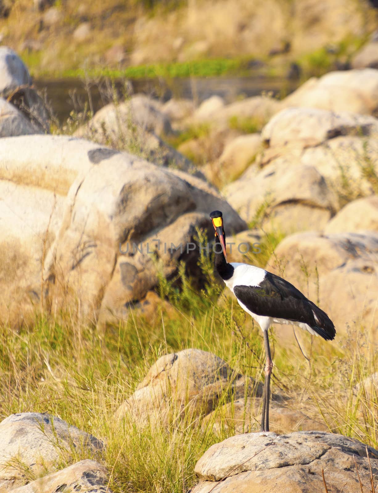 Saddle-billed stork by Imagecom