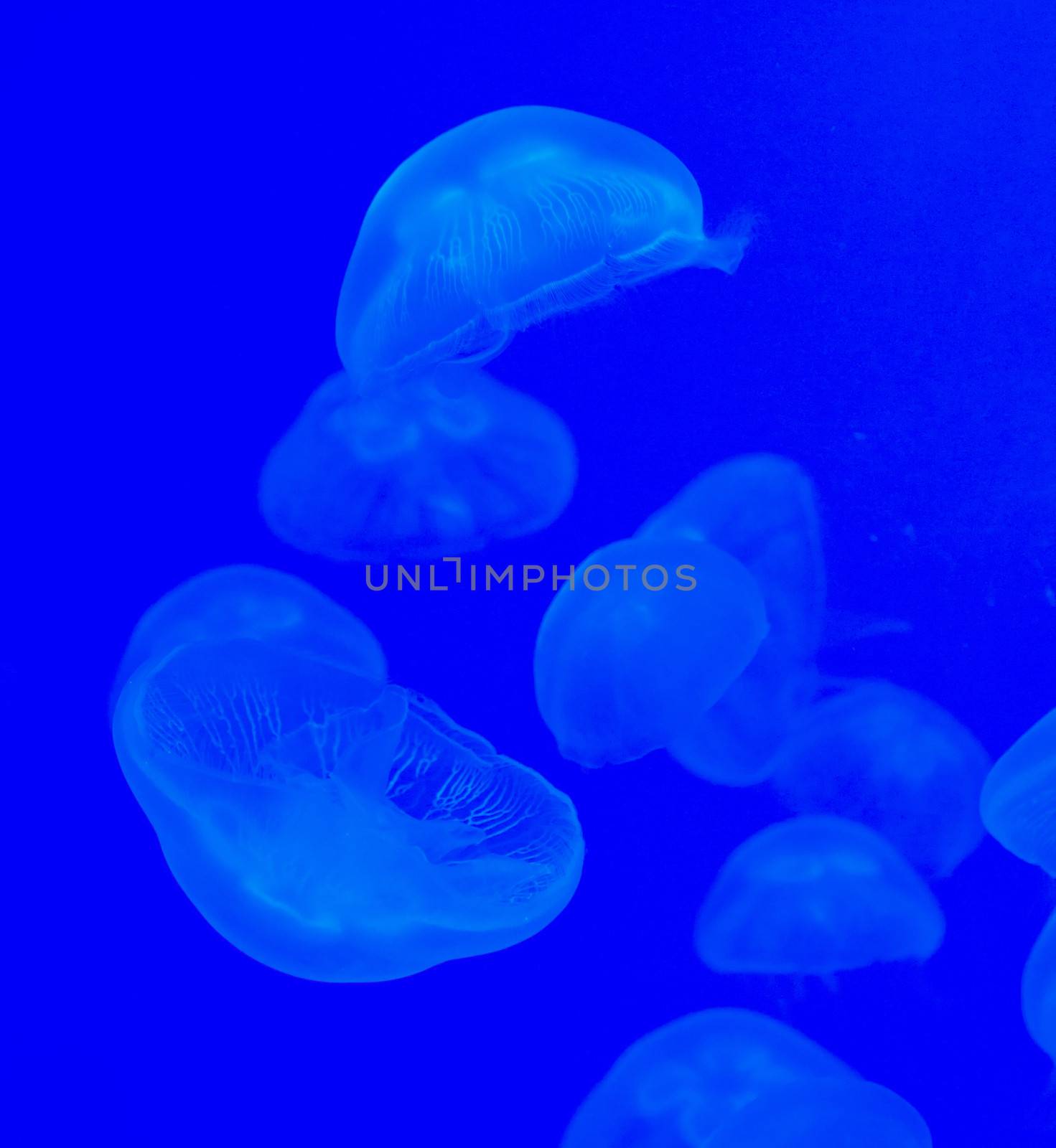 Many jellyfishes swimming in deep blue water