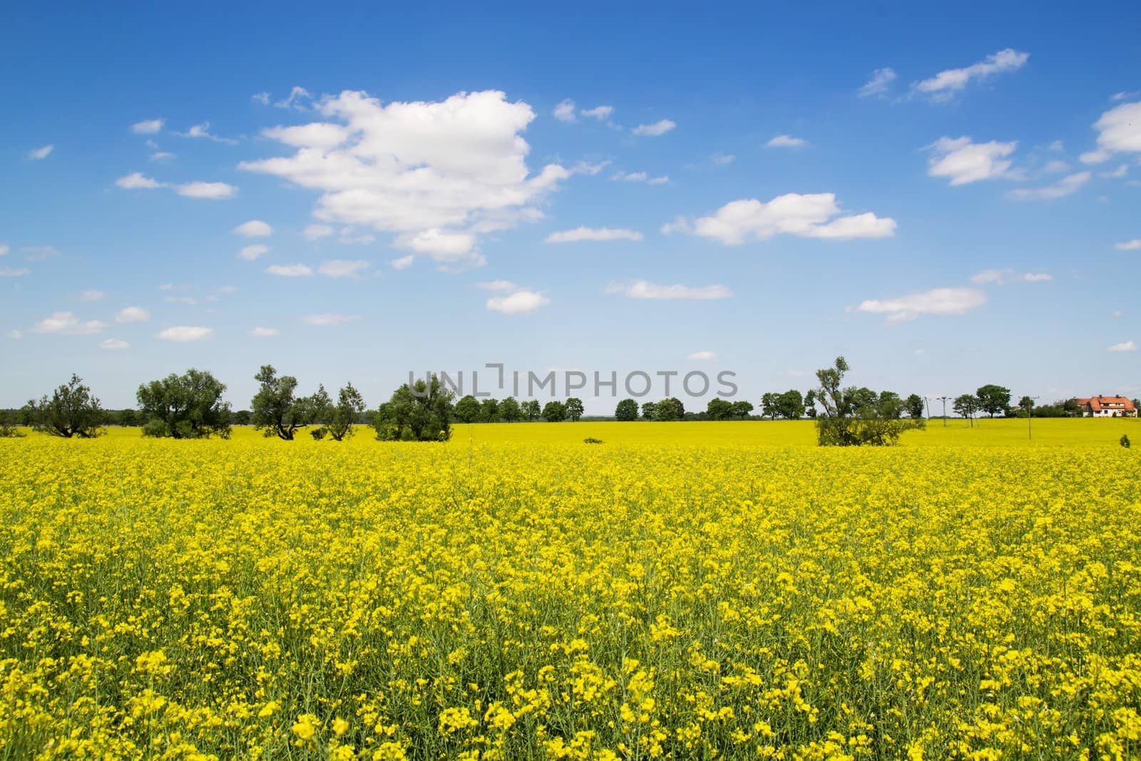 Spring landscape with yellow field and blue sky by simpson33