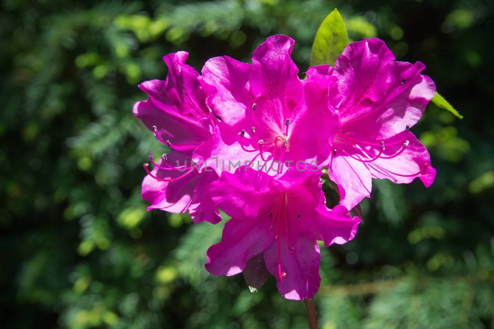 Rhododendron close-up, selective focus