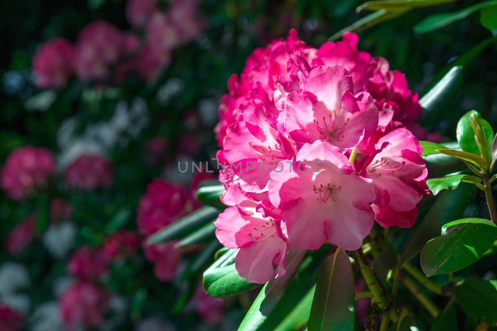 Rhododendron close-up, selective focus by simpson33