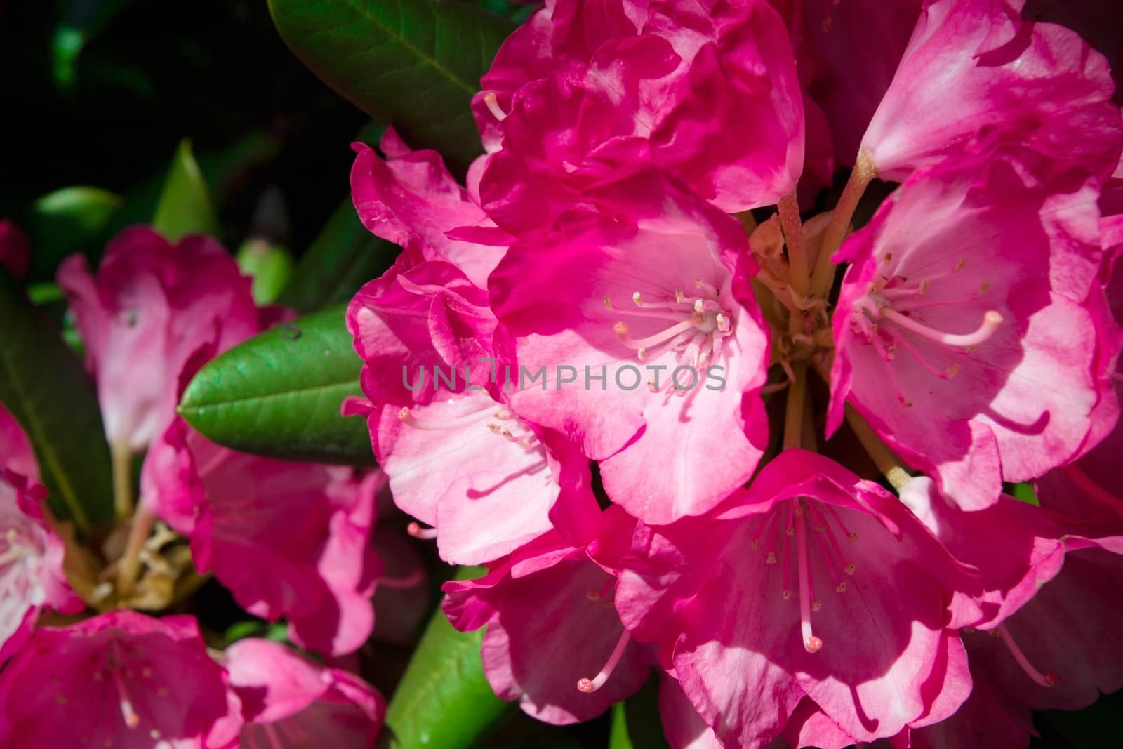 Rhododendron close-up, selective focus