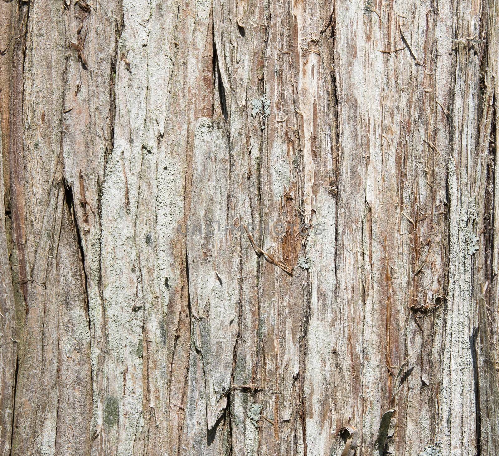 Wood tree texture background pattern by simpson33