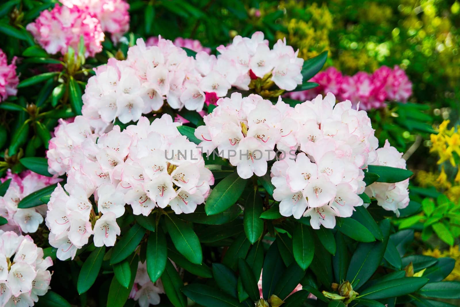 Beautiful park garden in spring. 