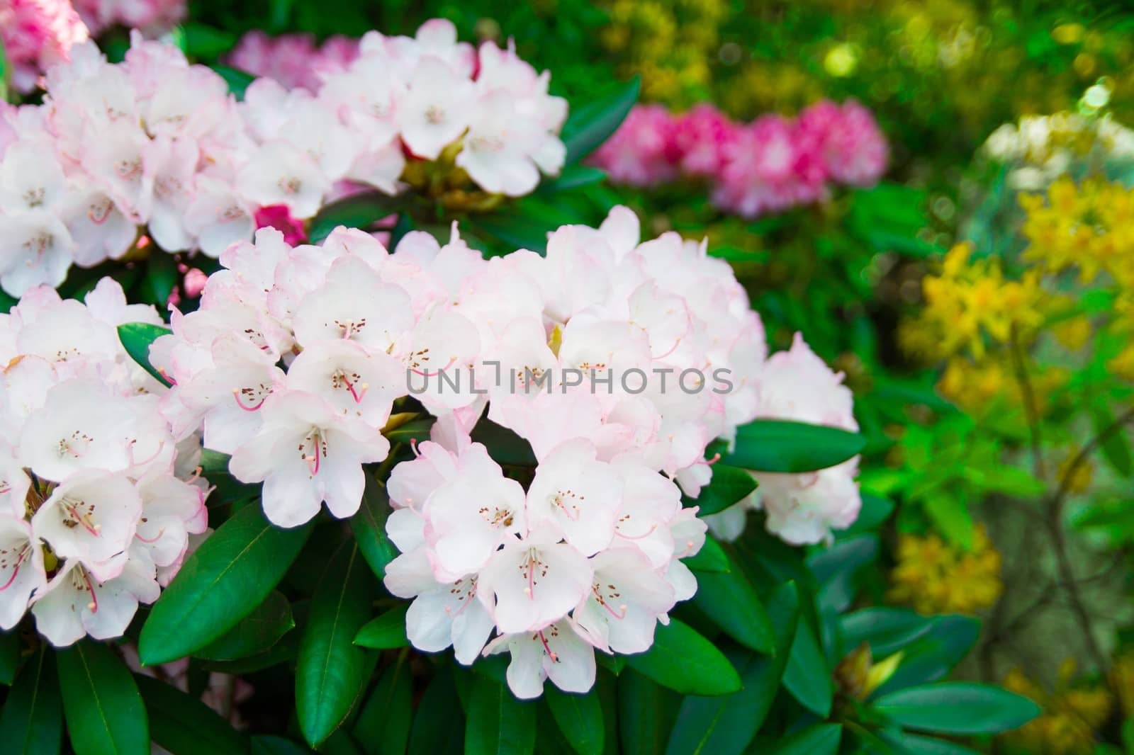 Beautiful park garden in spring.  by simpson33