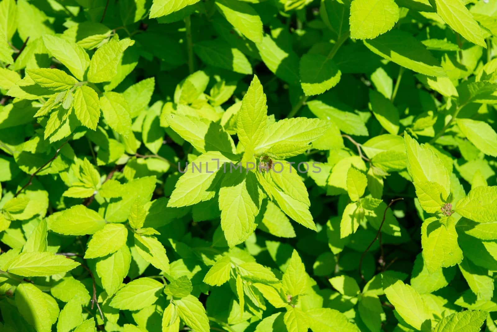 Green grass. Garden flora close-up