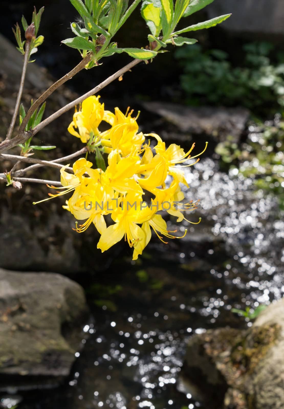 Closeup of yellow flower by the river 