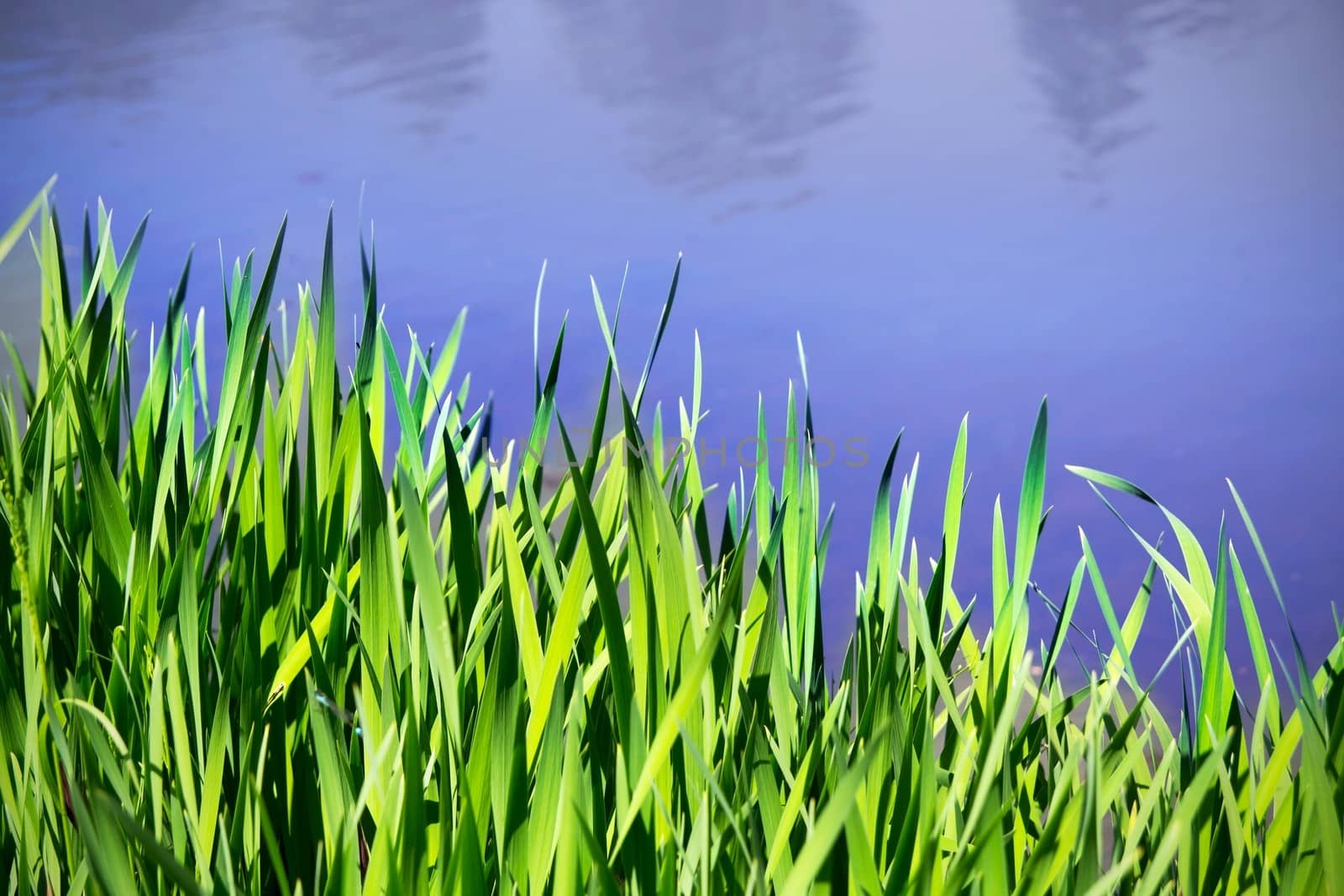 Reed next to the water surface 