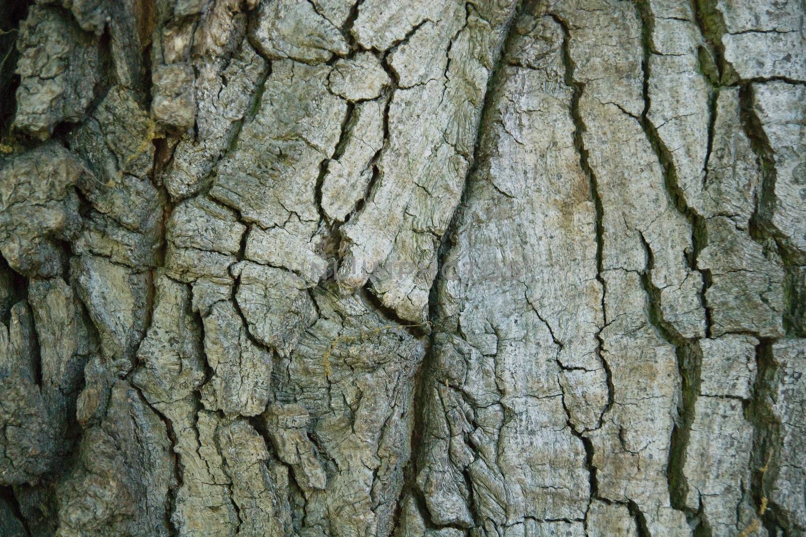 Wood tree texture background pattern