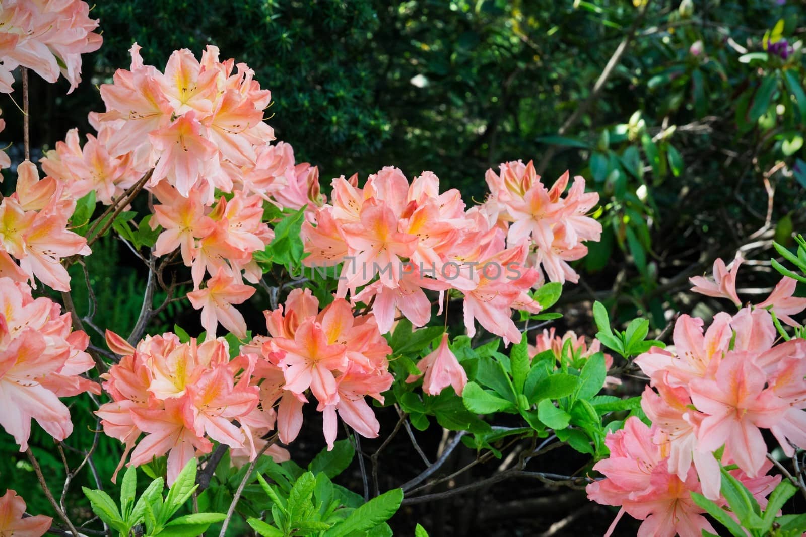 Orange lily garden in full bloom 