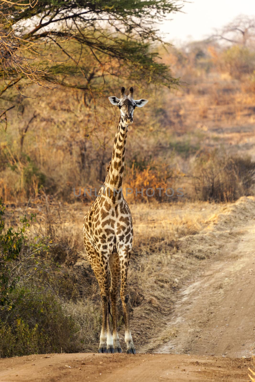 Grazing Giraffe by Imagecom