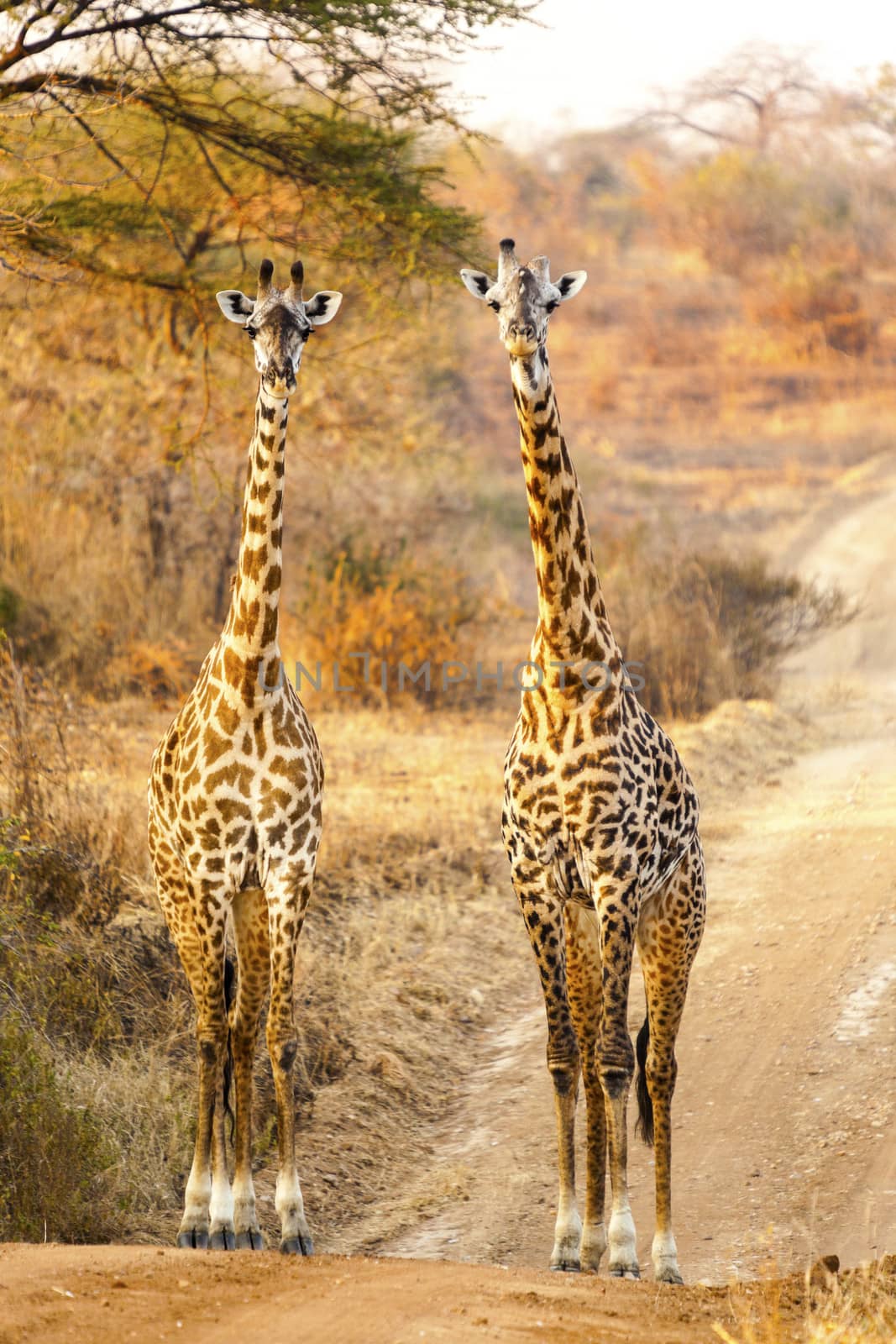 Two giraffes on the road in Africa
