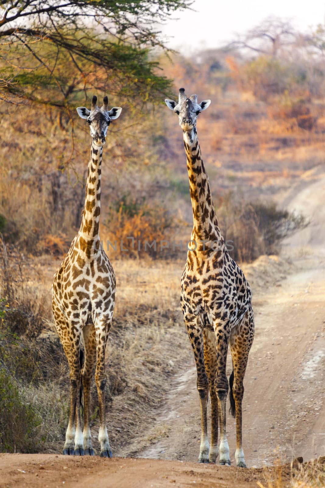 Walking giraffes on the road in the wilderness of Tanzania