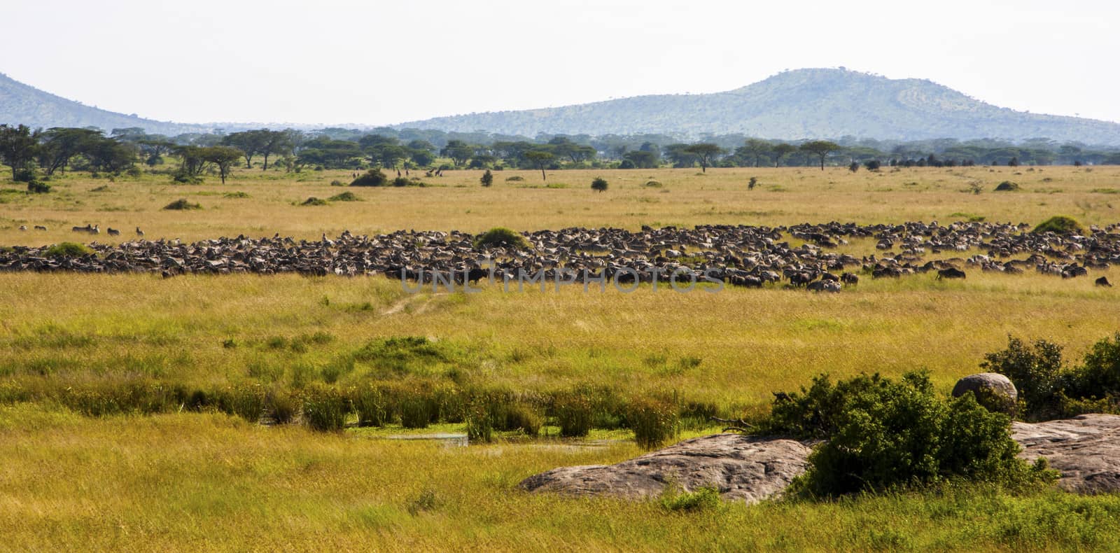Typical African landscape at Serengeti National park